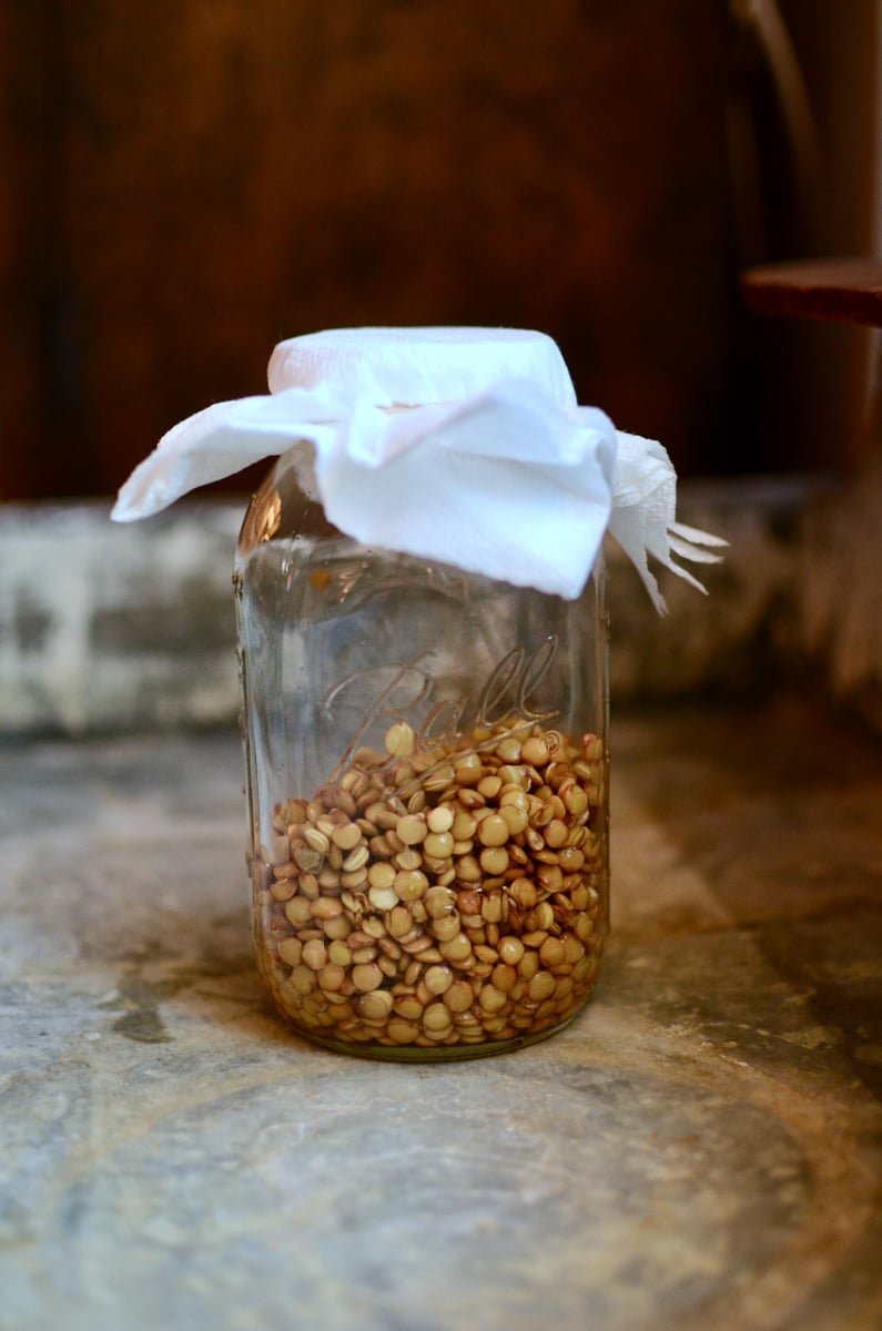 A quart jar filled with soaked and drained lentils, topped with a paper towel secured with a rubberband