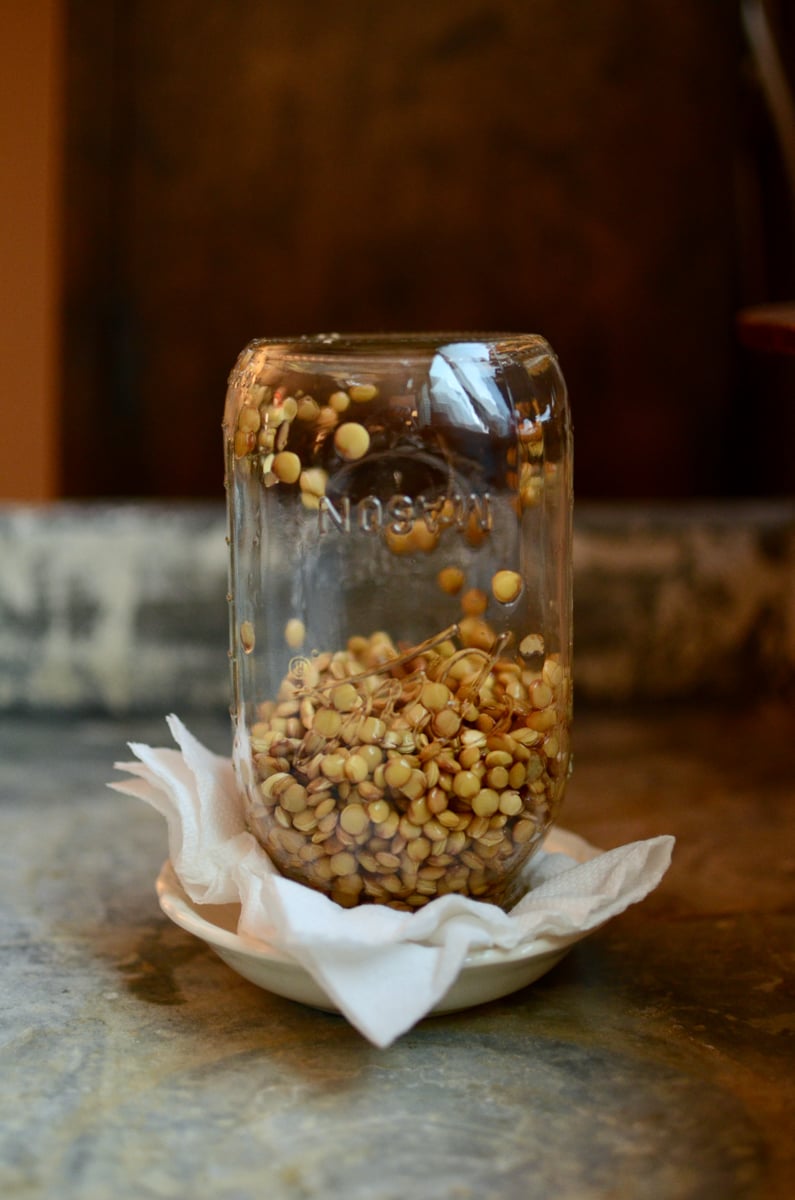 An upside down quart jar, with lentils that are beginning to sprout