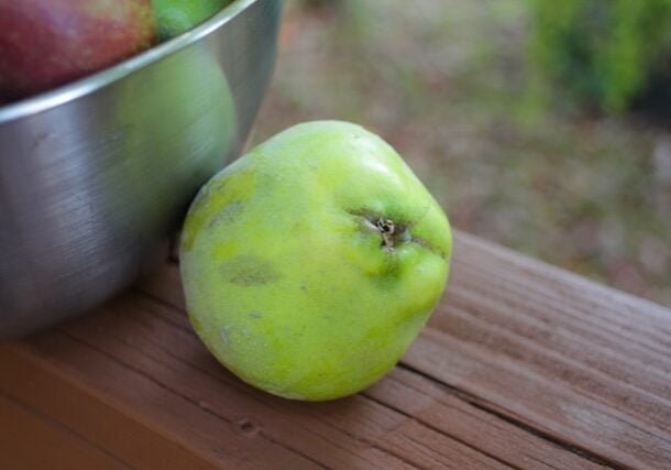 single-quince